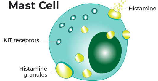 Mast cell graphic showing KIT receptors and granules that release histamine and messengers when activated.